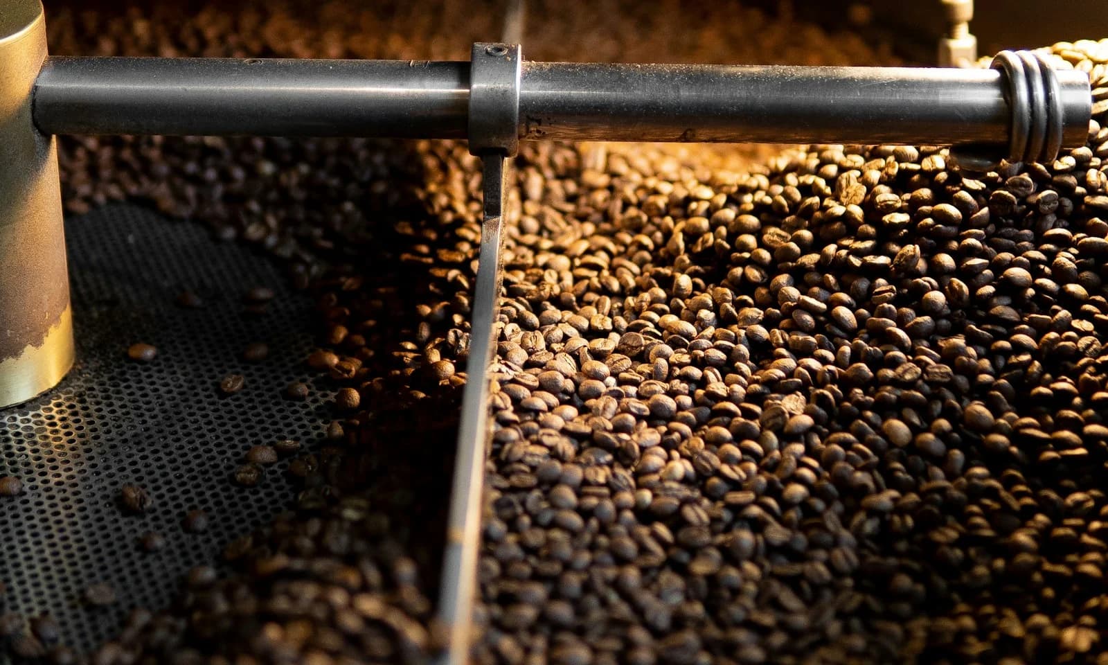Roasted coffee beans in a cooling tray, the production stage before a post-roast coffee destoner