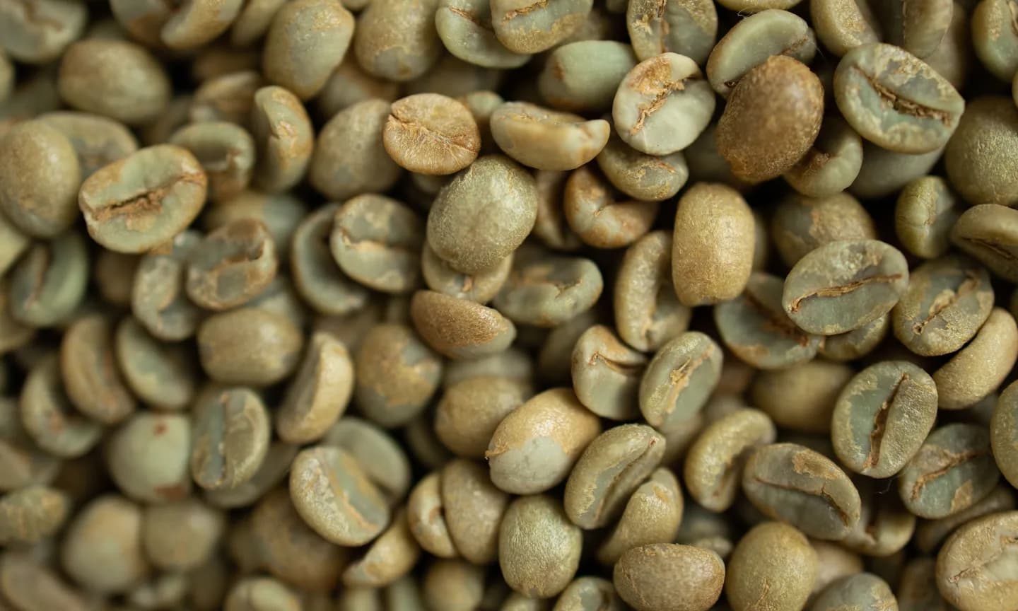 Unroasted green coffee beans prepared for pesticide residue sampling and laboratory testing
