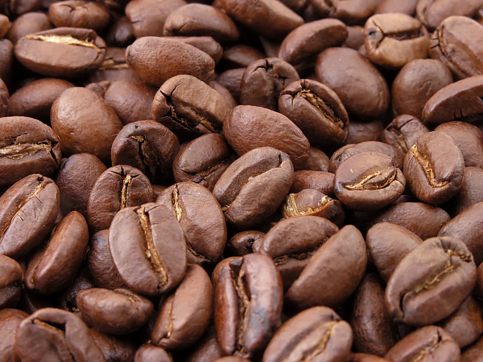 Roasted coffee beans showing the color variation examined during coffee quakers inspection