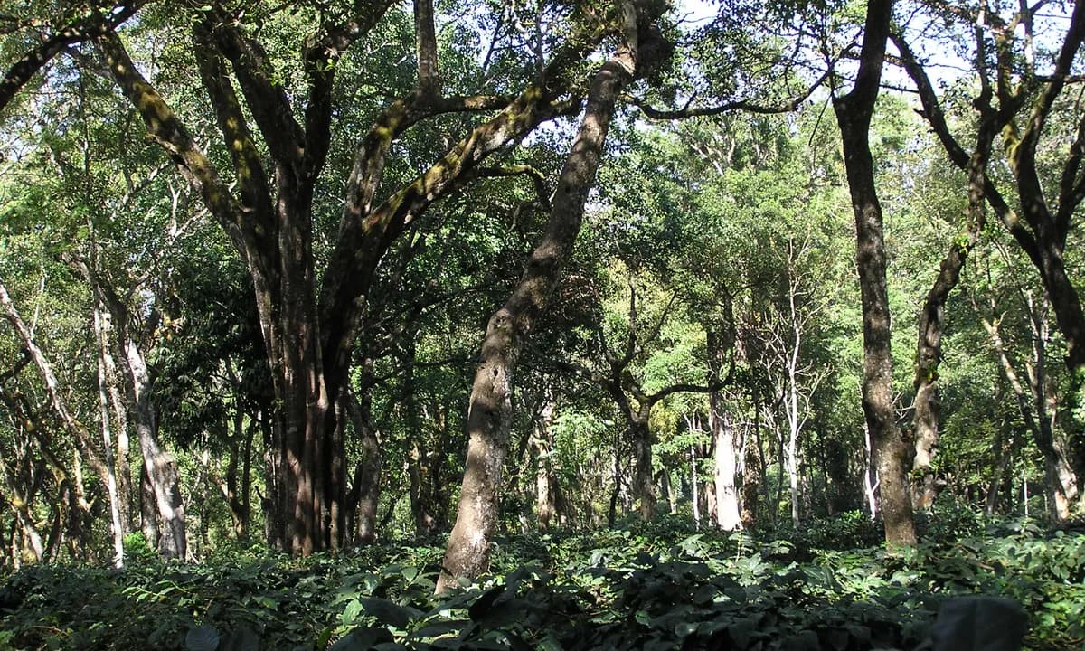 Ethiopian coffee carbon footprint: shade-grown coffee under an agroforestry canopy that lowers farm-stage emissions