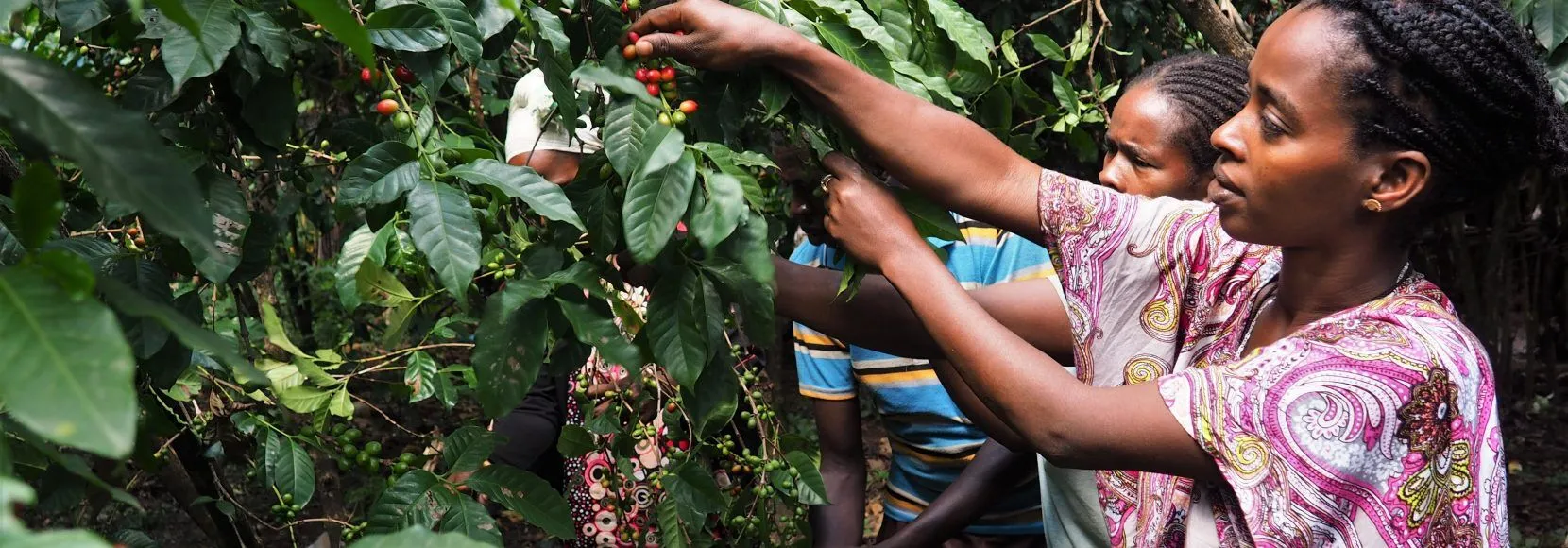 About Us | Ethiopian Coffee Export Company | Ethio Coffee